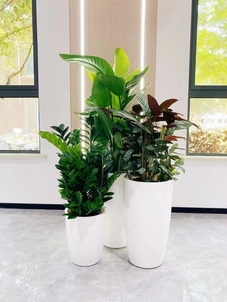 鄞州花木租摆公司，为您的环境增添一抹绚丽花卉！